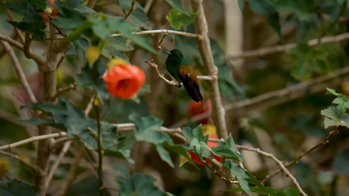snowy-bellied-hummingbird-los-pozos-volcan-tierras-altas