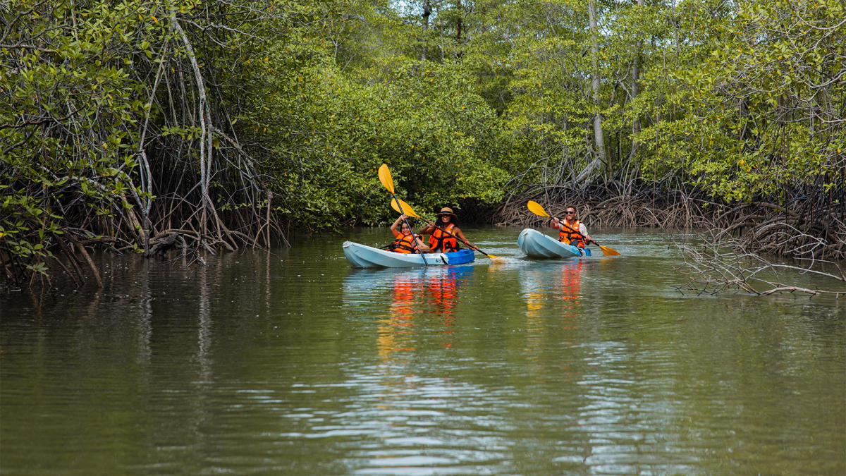 A group of friends kayaking in the mangroves of the Gulf of Montijo.