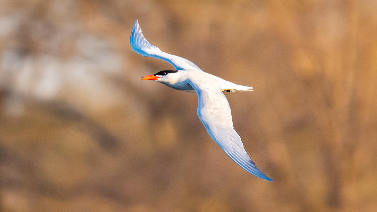 Tern at West Beach
