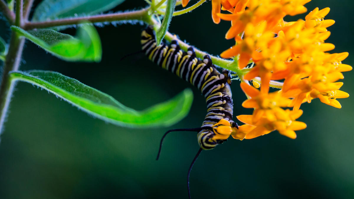 A black, white, and yellow caterpillar eats orange milkweed