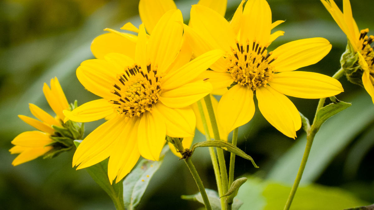 Sunflower at Coffee Creek Preserve