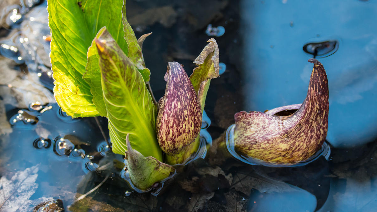 Skunk cabbage plants sprouting in a wetland, with curved, speckled spathes and fresh green leaves rising from the water. The scene captures early spring growth, with floating leaves and bubbles on the water's surface.