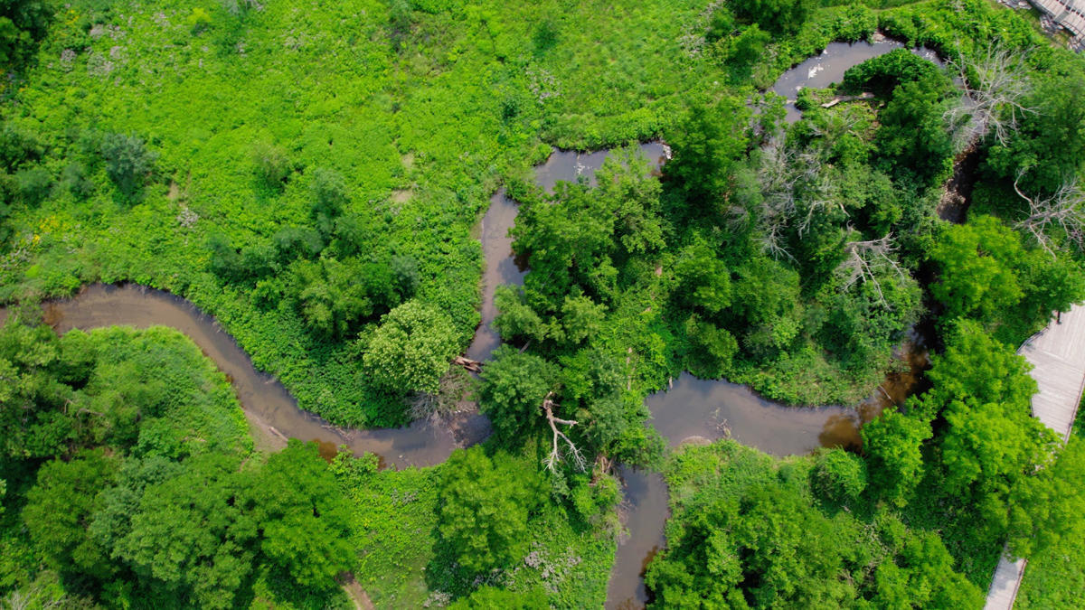 An aerial view of a meandering creek lined by green trees and plants.