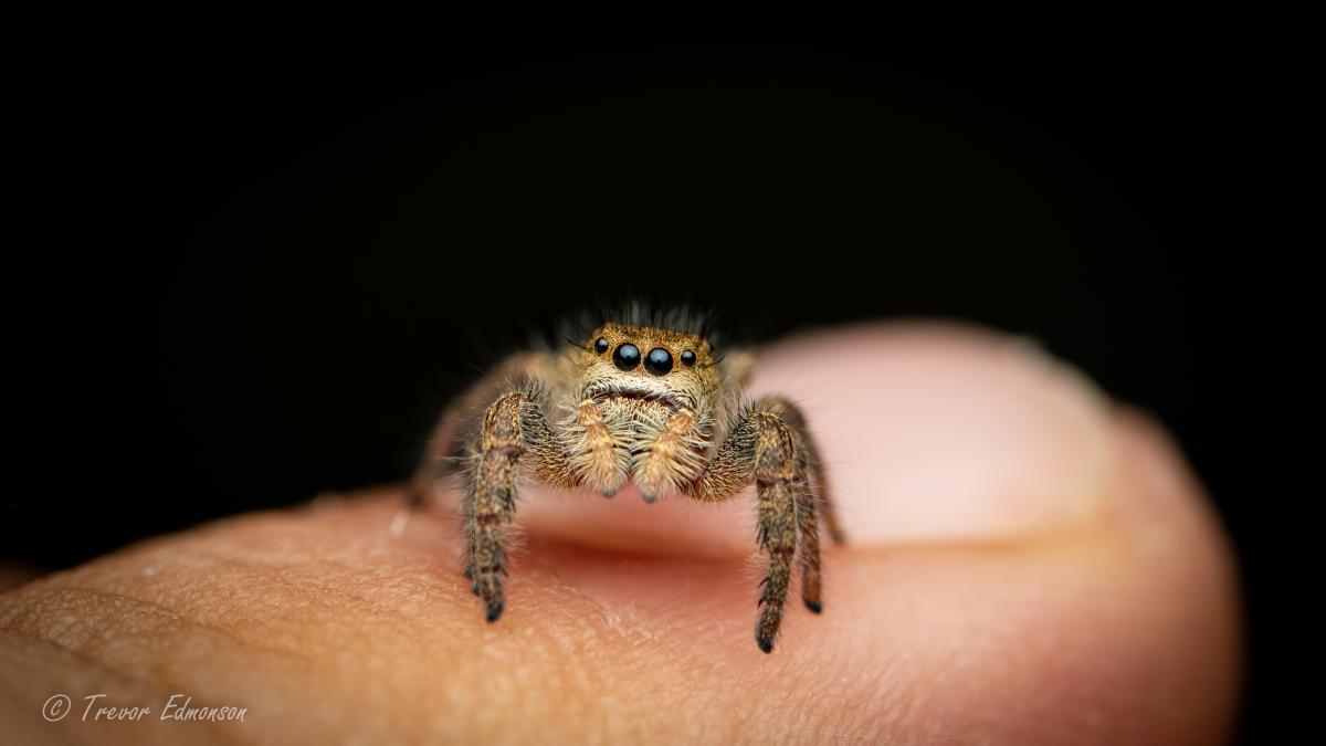 A jumping spider with black eyes sits on a finger