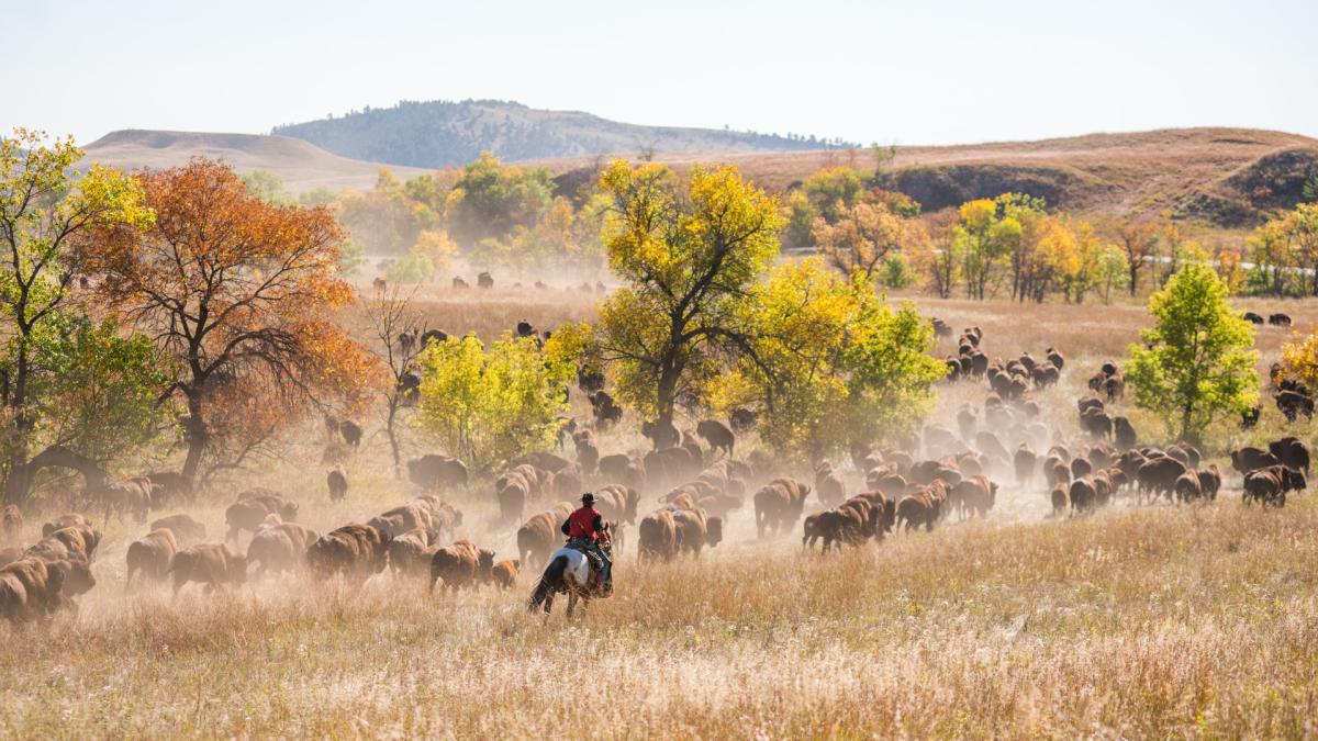 cowboy chasing bison on horseback through custer state park during the roundup event