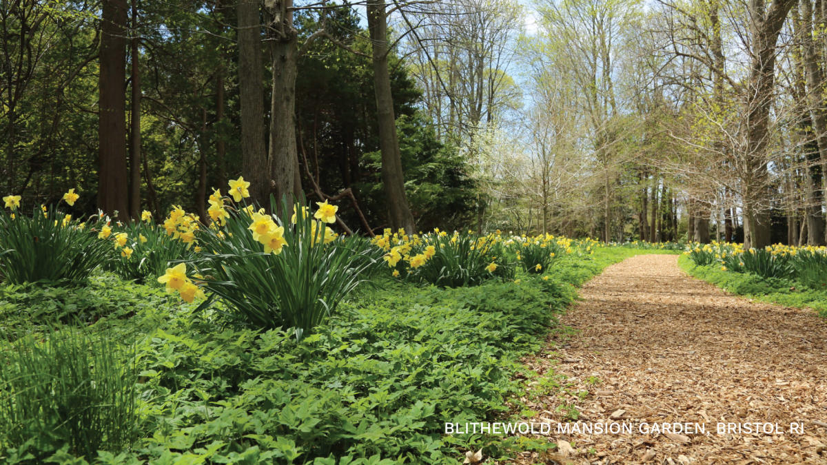 Path through one of the gardens at Blithewold flanked by daffodils.