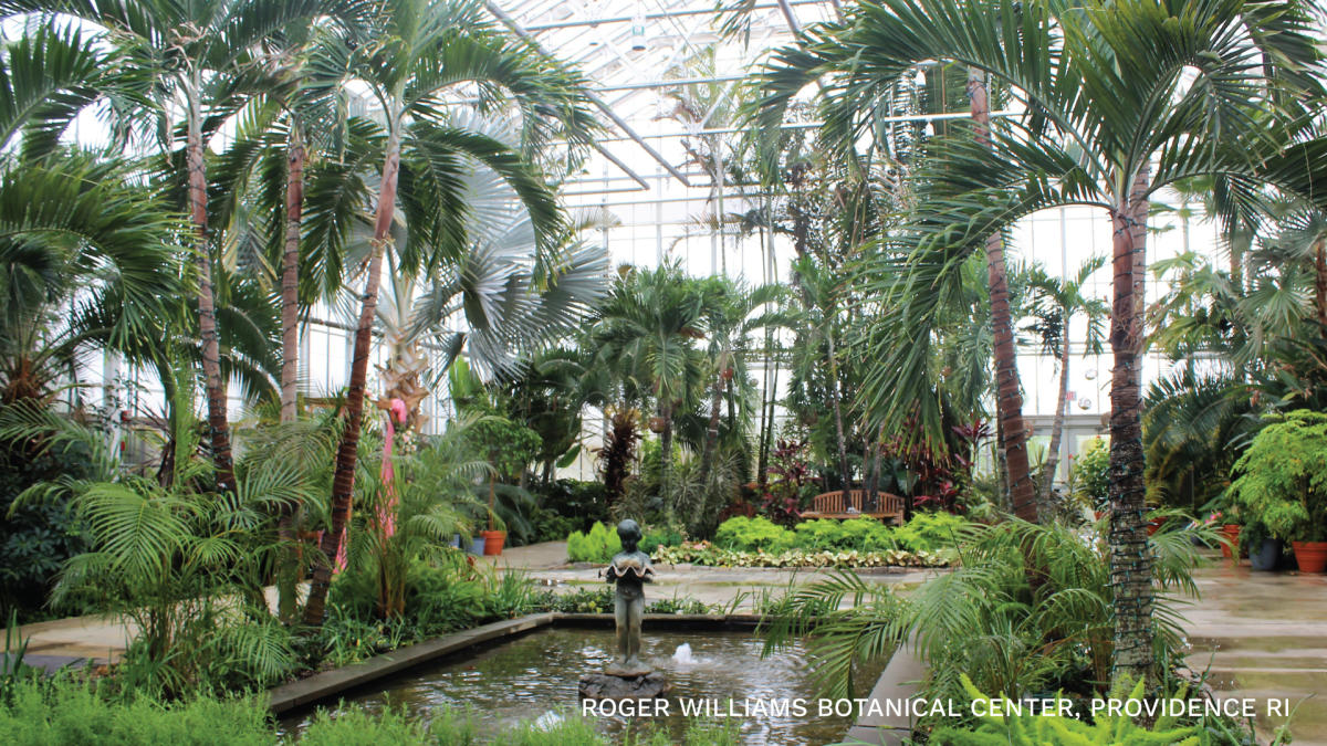 A large greenhouse with tall palm trees and greenery surrounding a rectuagular pool.