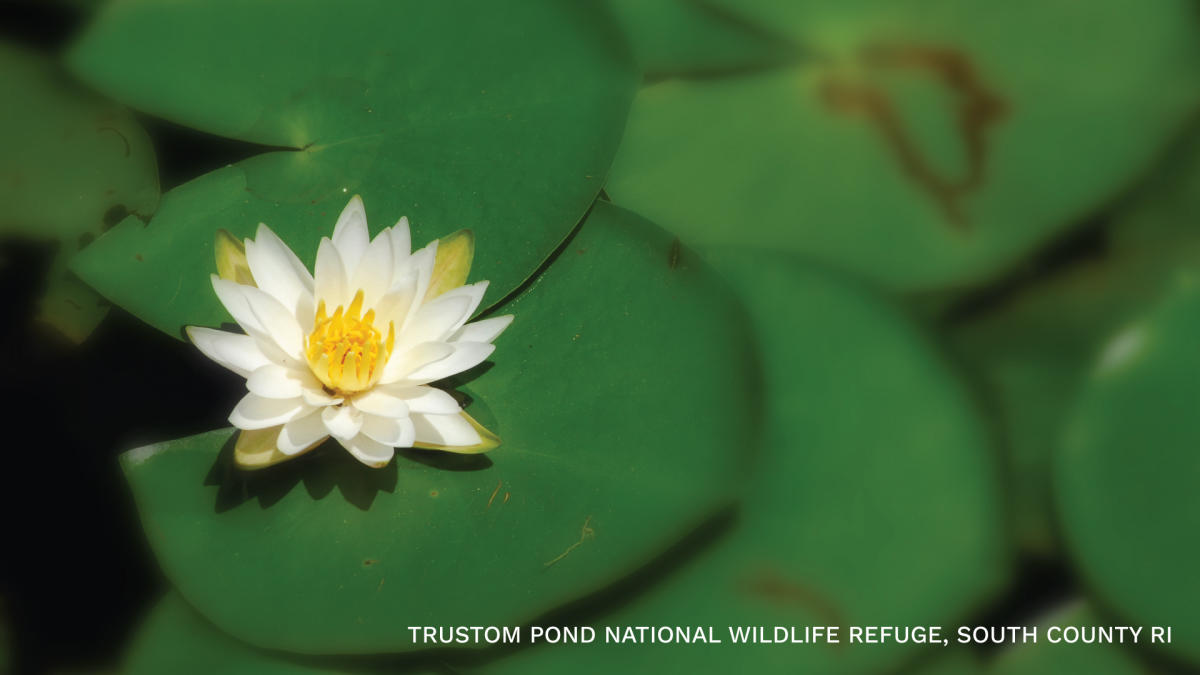 A close-up of a lily pad and flower floating on the surface of Trustom Pond.