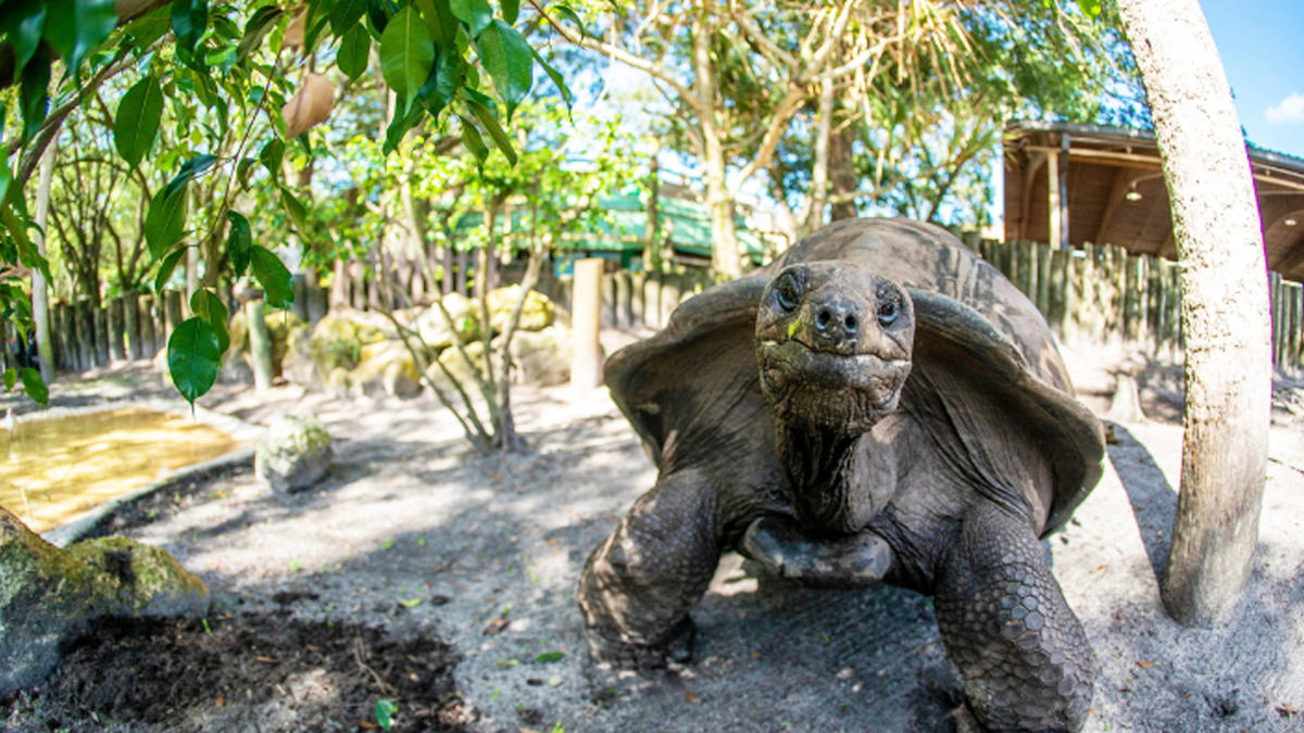Aldabra tortoise looking at camera
