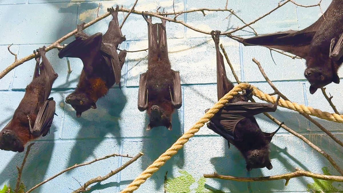 Flying foxes hanging upside down on branches