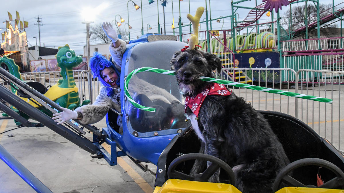 Dog on carnival ride at holiday festival