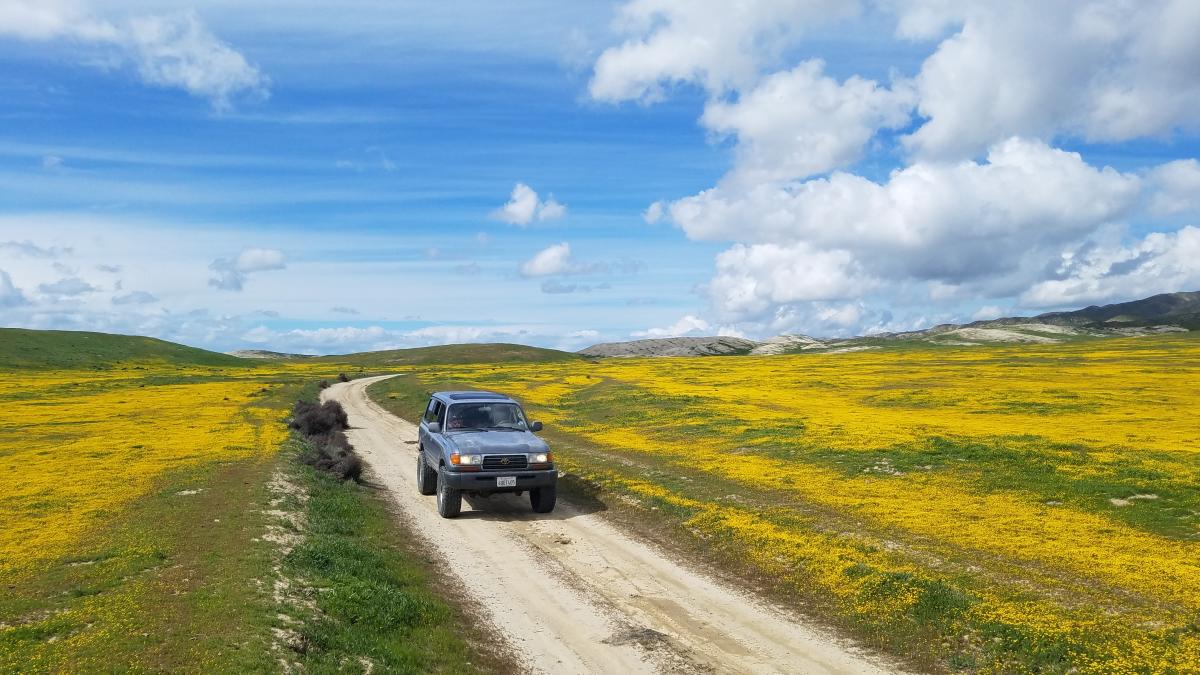 Driving through a wildflower super bloom in Carrizo Plains