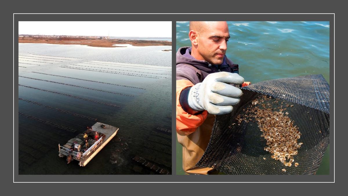 Matunuck Oyster Bar Tour