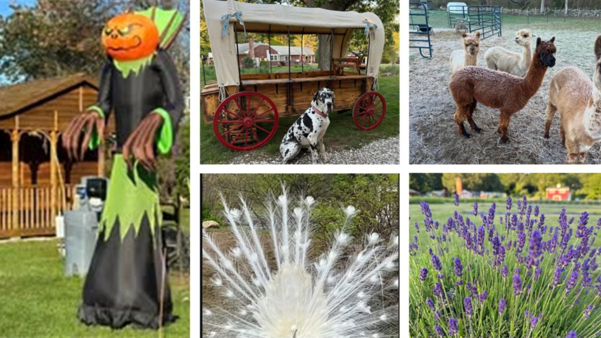 Lavender Waves Farm