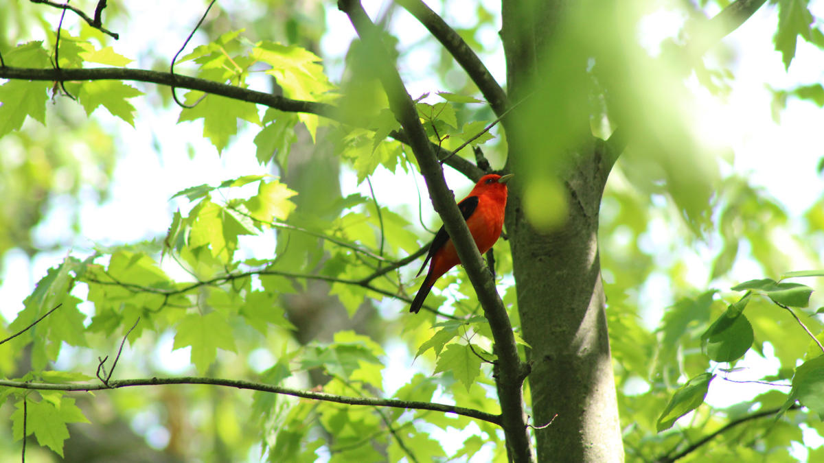 Indiana Dunes State Park Scarlet Tanager
