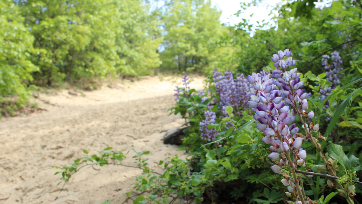 Lupine at Indiana Dunes State Park