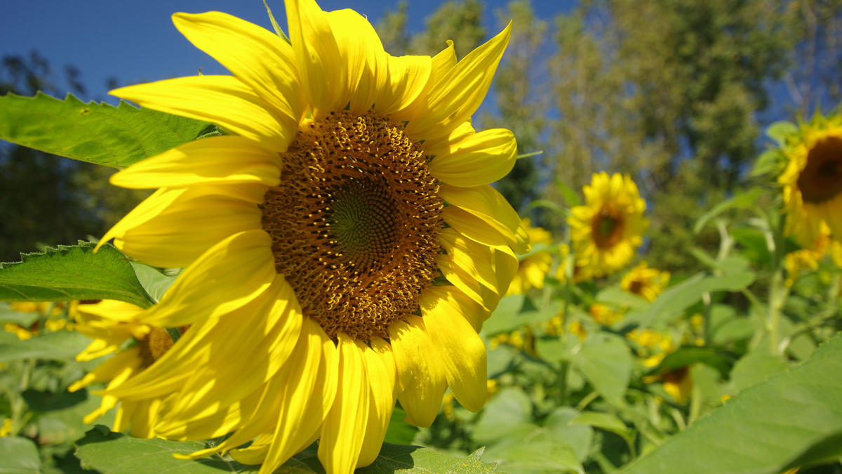 Sunflowers at Art Barn Valparaiso