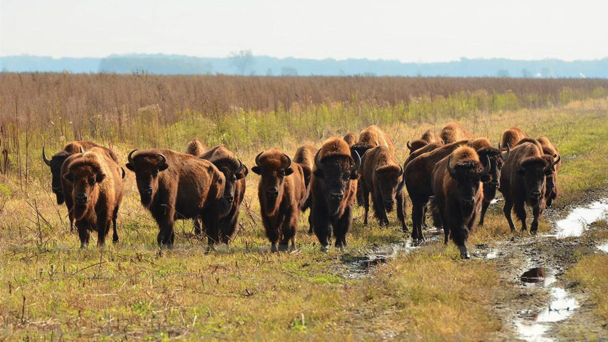 Bison at Kankakee Sands - Scot Swenberg 1920