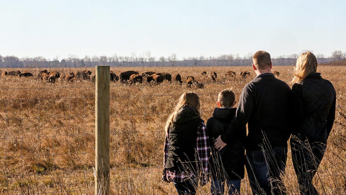 Family watching bison at Kankakee Sands