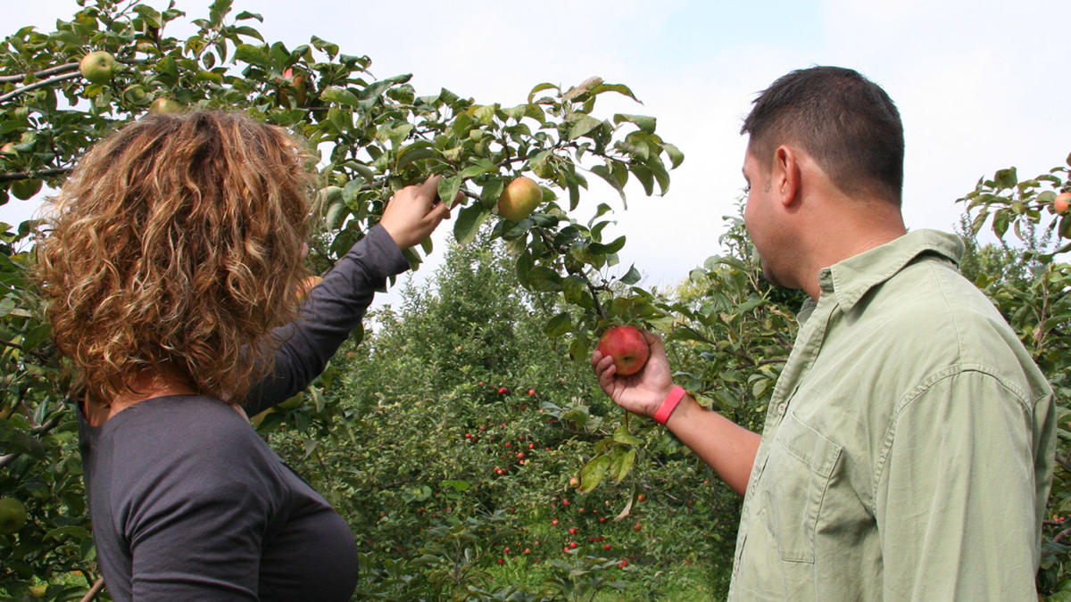Couple picking apples - County Line Orchard
