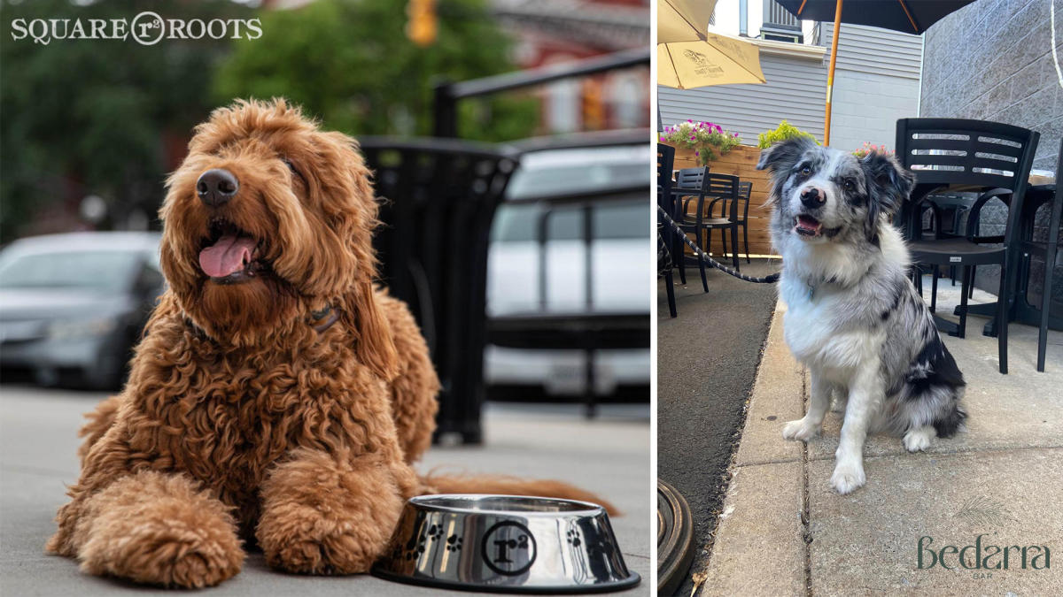 Dogs at Bedarra Bar and Square Roots