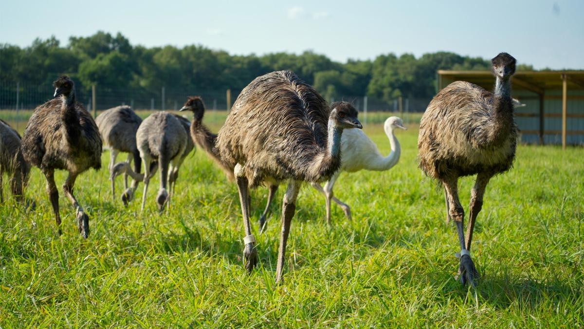Emu at Sandy Oak Ranch
