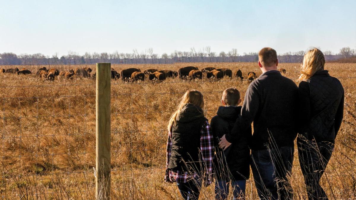 Family at Kankakee Sands watching bison