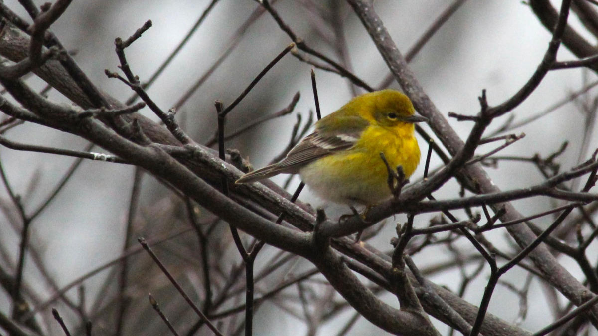 Gibson Woods - Pine Warbler