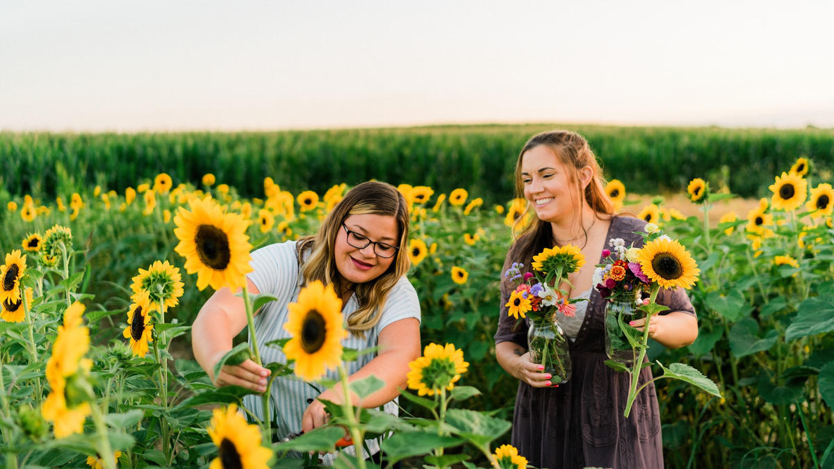 Harvest Tyme Sunflowers