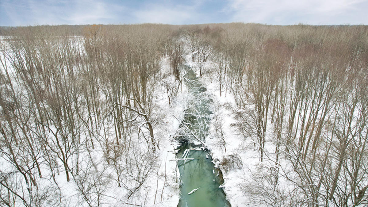 Heron Rookery Winter drone shot
