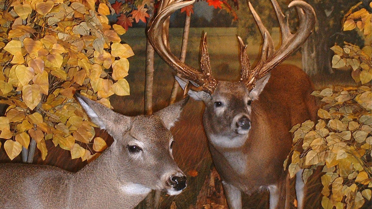 Mounted deer at Cabela's Hammond