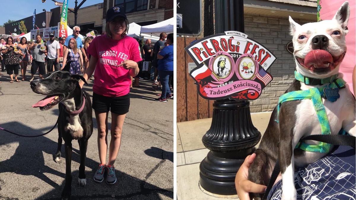 Dogs of Pierogi Fest