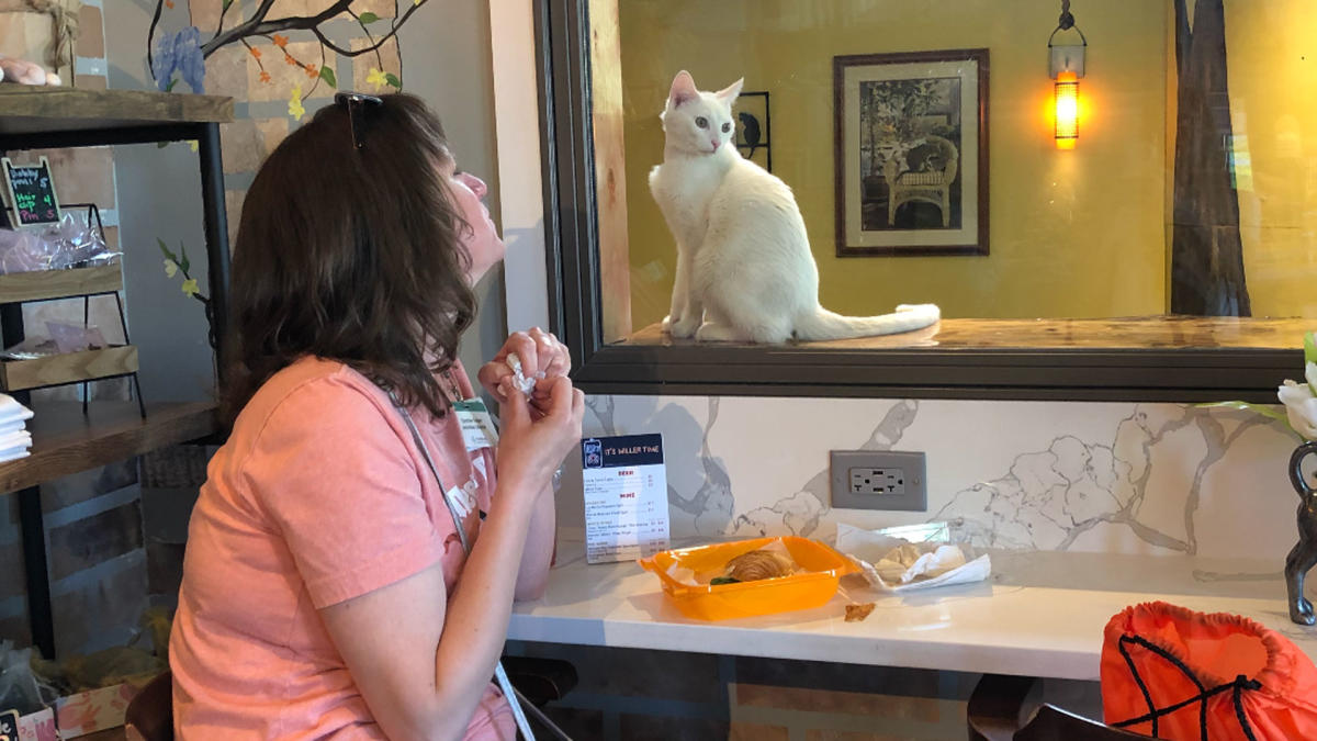 Region Cat Cafe