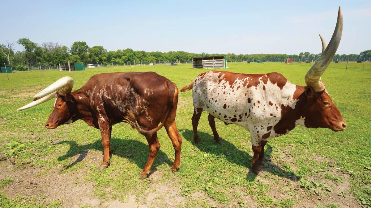 Animals at Sandy Oak Ranch