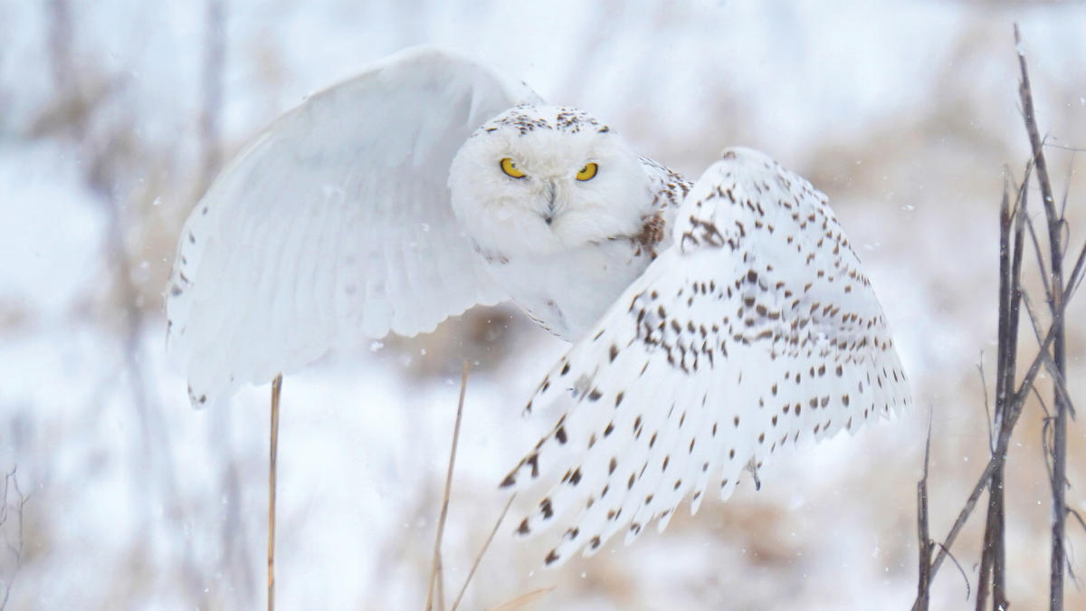 Snowy Owl in Northwest Indiana