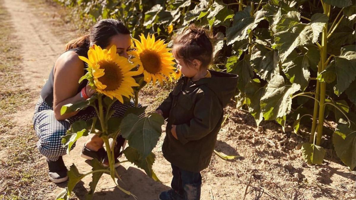Sunflower field at Johnsons Farm