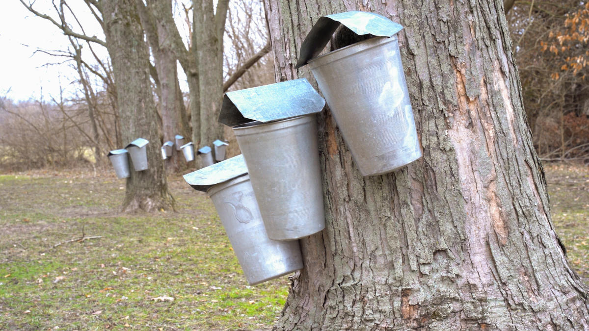 maple sugar