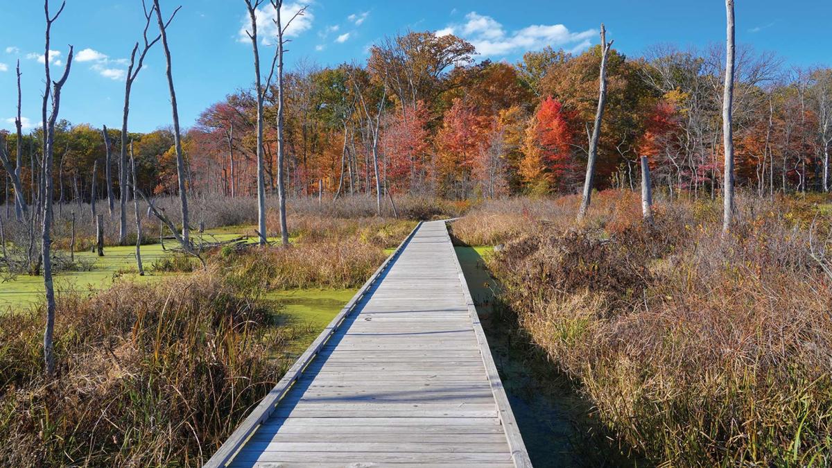 Fall Trail at the Indiana Dunes
