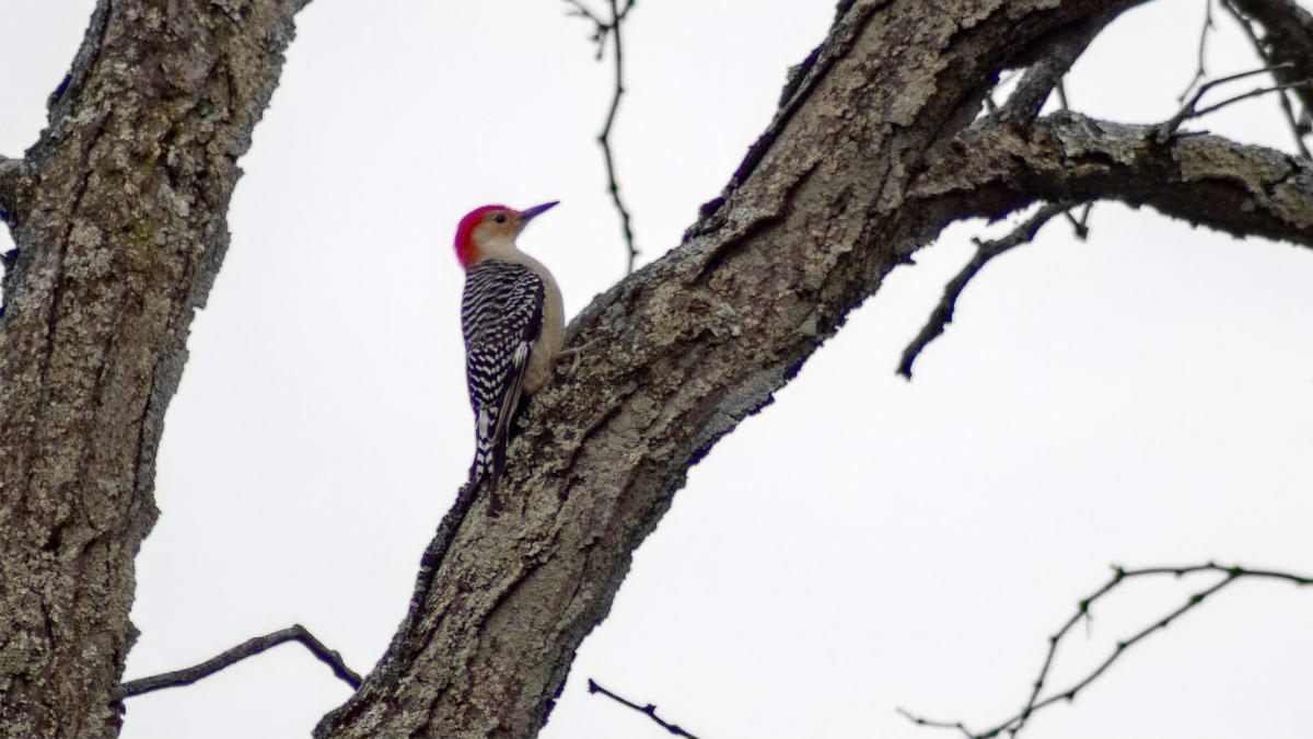 Woodpecker at LaSalle Fish and Wildlife