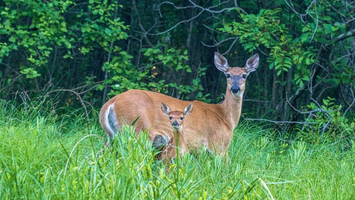 Deer in Schmeeckle Reserve