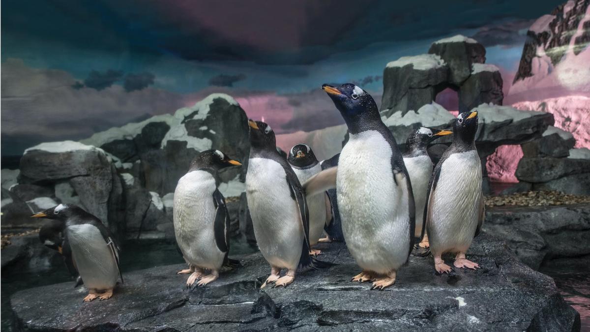 World of Wildlife Penguins