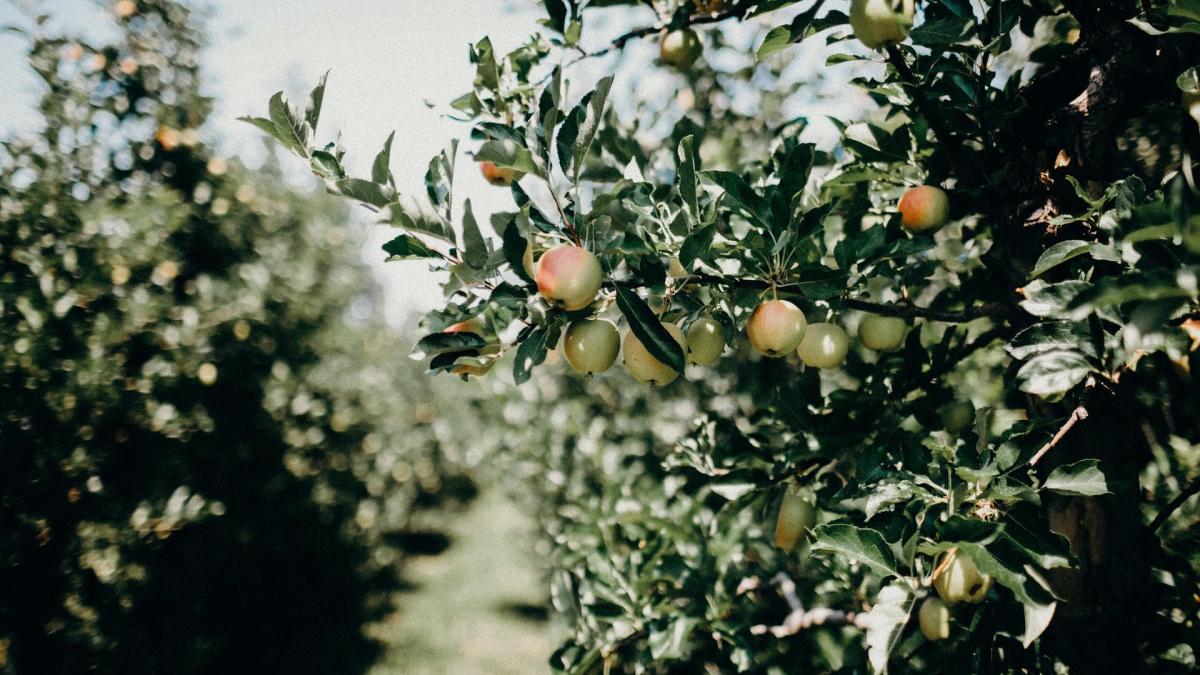 Apple Orchard