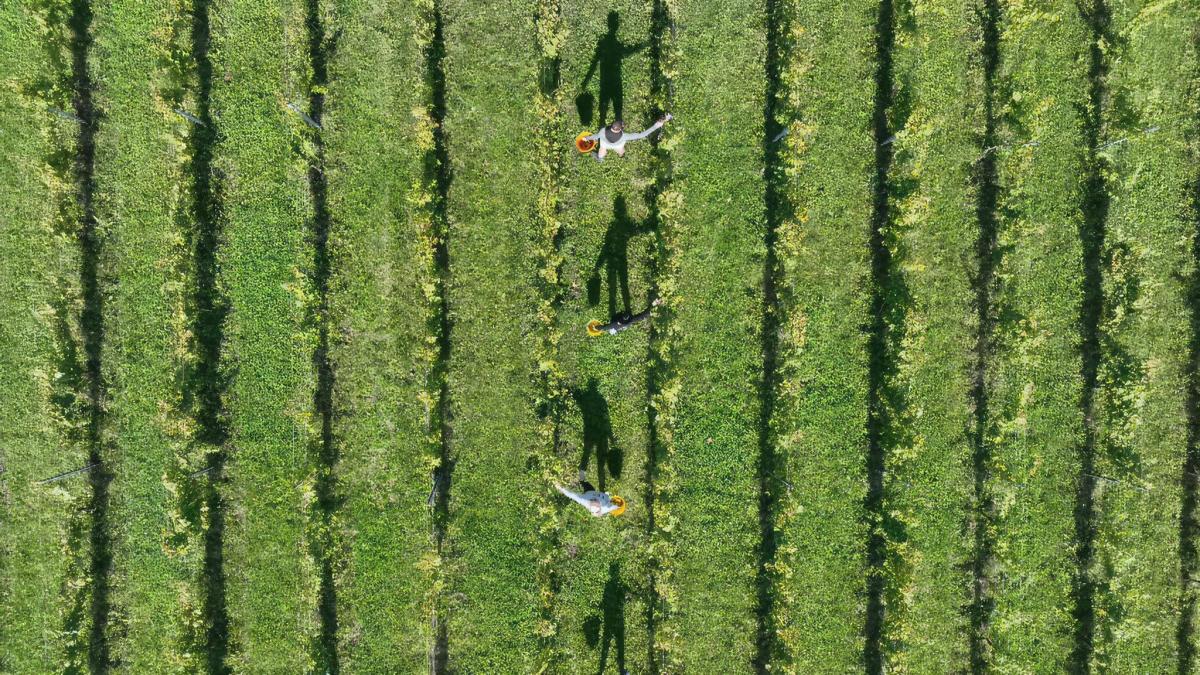 Grape pickers at Albury Organic Vineyard