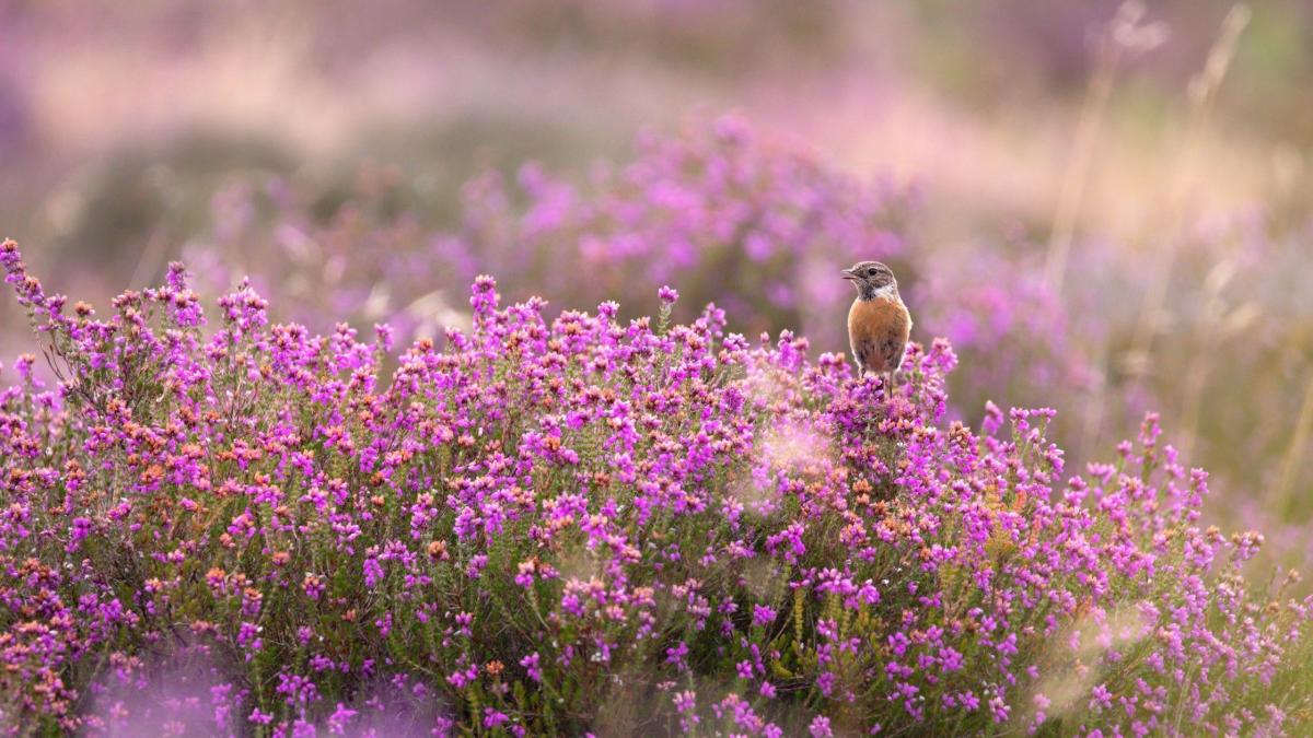 Hampton Estate Heather with Stonechat