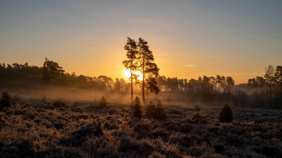 RSPB Farnham Heath at sunset by Mark Crisp