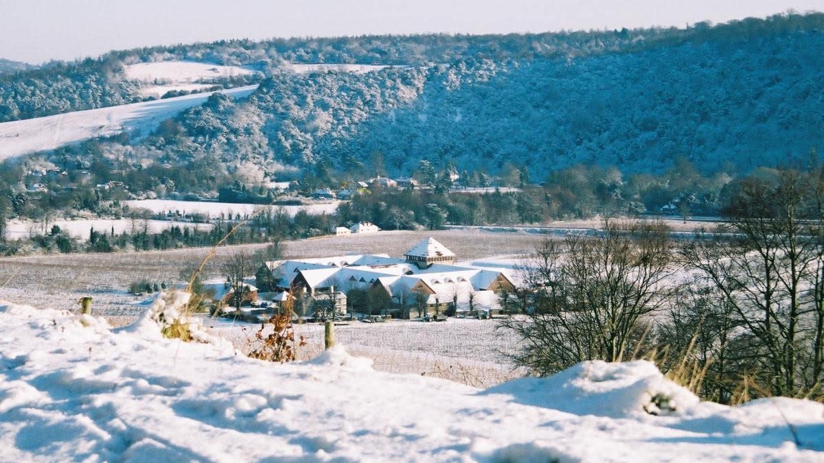 Winter at Denbies Wine Estate in Dorking, Surrey