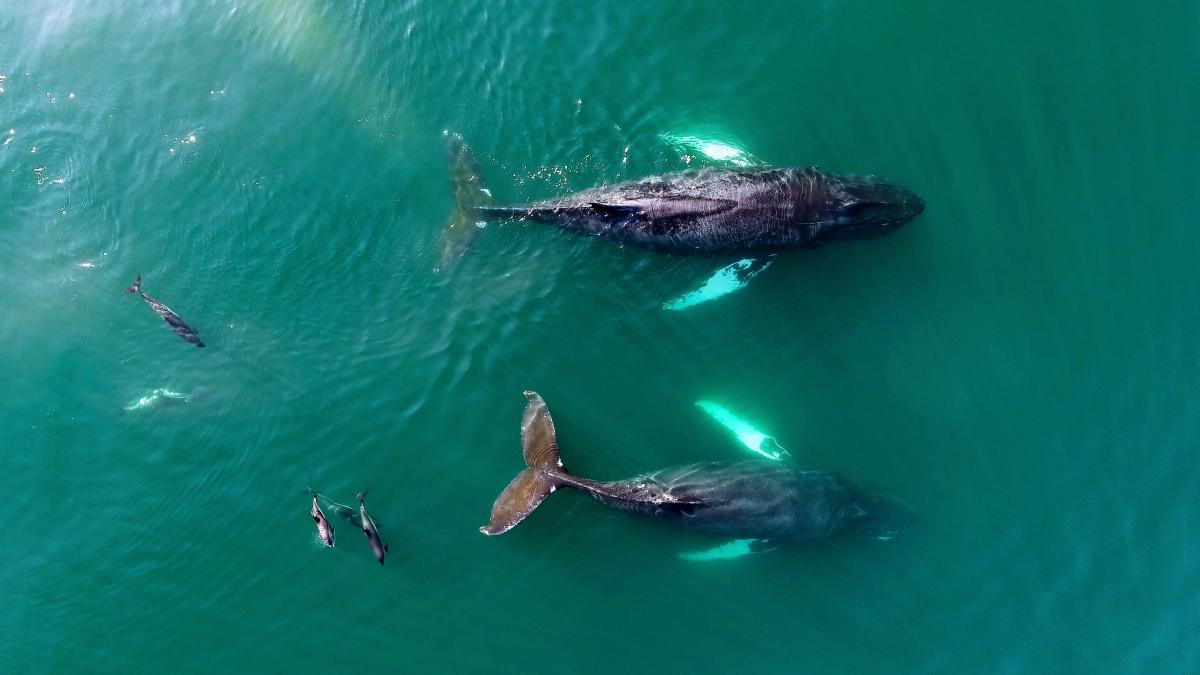 Whales