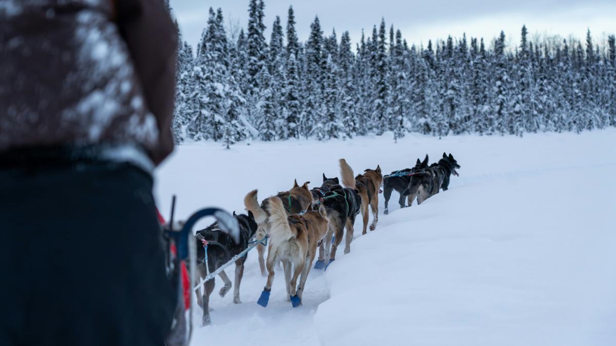 Dog Sledding