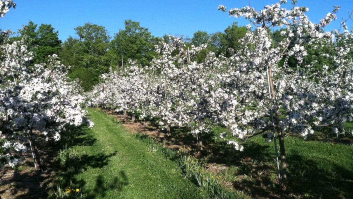 Apple Blossoms, Beer, & BBQ at Critz Farms for their spring celebration