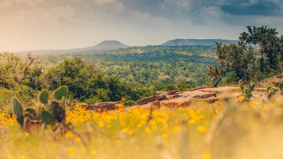 Scenic landscape of cactus, bushes and wildflowers of Texas Hill Country